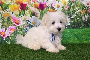 Gavin - Maltese for sale