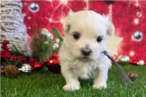 Montana - Maltese for sale