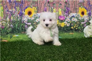 Gregory - Maltese for sale