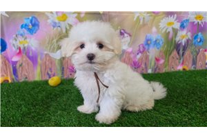 Ivan - Maltese for sale