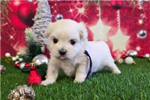 Camila - puppy for sale