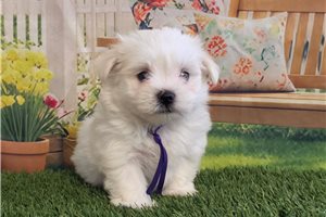 Helena - puppy for sale