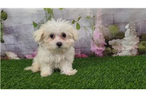 Kristine - Maltese for sale