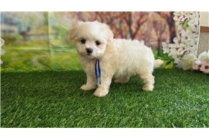 Irving - puppy for sale