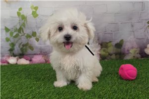 Kyle - Maltese for sale