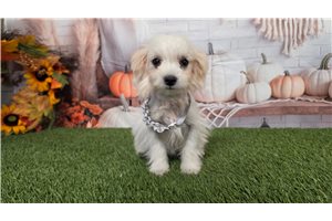 Kourtney - Maltese for sale