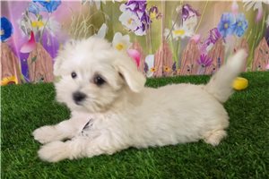 Kyle - Maltese for sale