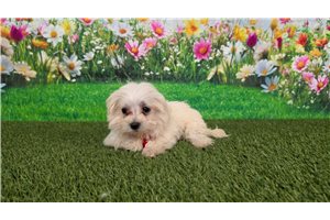 Kaylee - Maltese for sale