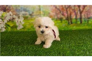 Kaylee - Maltese for sale