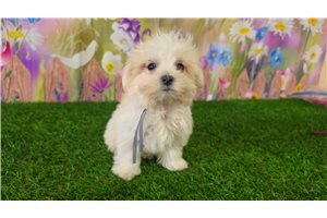 Kourtney - Maltese for sale