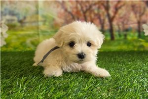 Kourtney - puppy for sale