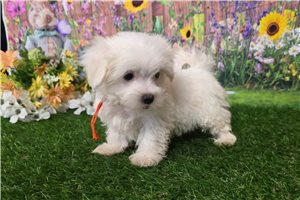 Gunner - Maltese for sale