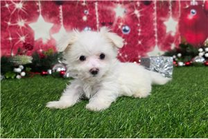 Amir - Maltese for sale