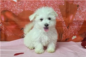 Oliver - Maltese for sale