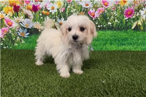Kourtney - Maltese for sale