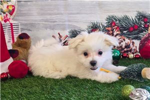 Cooper - Maltese for sale