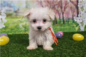 Gunner - puppy for sale