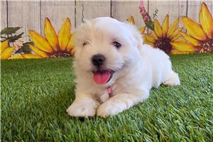 Hope - Maltese for sale