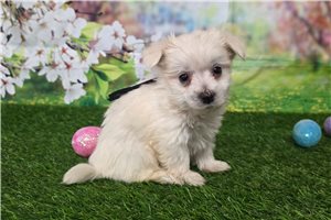 Gideon - puppy for sale