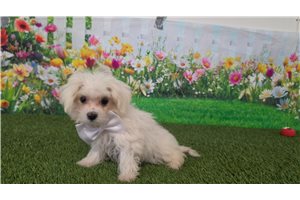 Kristine - Maltese for sale