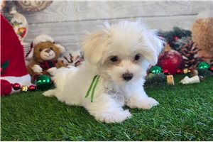 Grayson - Maltese for sale