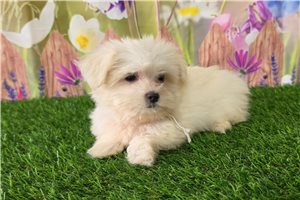 Kristine - Maltese for sale