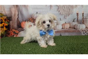 Irving - Maltese for sale