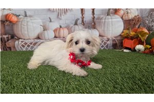 Kaylee - Maltese for sale