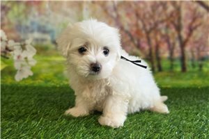 Kyle - puppy for sale