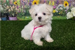 Gala - Maltese for sale