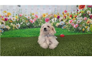 Kourtney - Maltese for sale