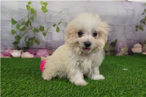 Kourtney - Maltese for sale