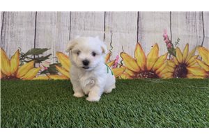Henri - Maltese for sale