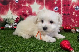 Carter - Maltese for sale