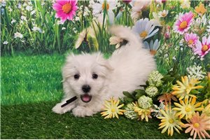 Gideon - Maltese for sale