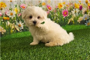 Henri - Maltese for sale