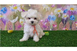 Iris - Maltese for sale
