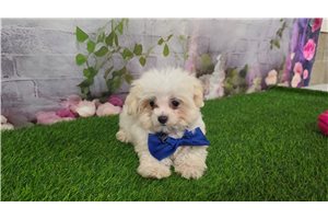Irving - Maltese for sale