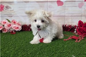 Mickey - Maltese for sale