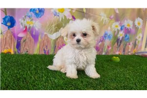 Irving - Maltese for sale