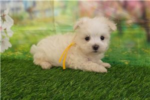 Isaiah - Maltese for sale
