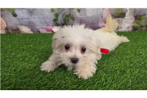 Kaylee - Maltese for sale