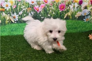 Gunner - Maltese for sale