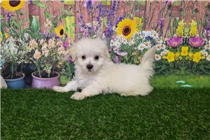 Gideon - Maltese for sale