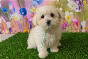 Kricket - Maltese for sale