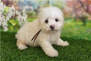 Ivan - puppy for sale