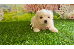 Kristine - puppy for sale