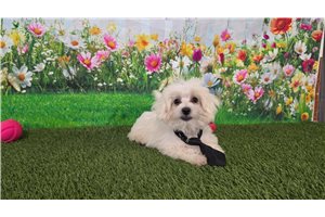 Kyle - Maltese for sale