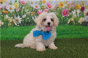Irving - Maltese for sale