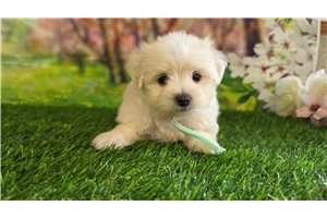 Kricket - puppy for sale